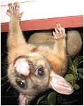blackbeard hanging upside down - click to enlarge