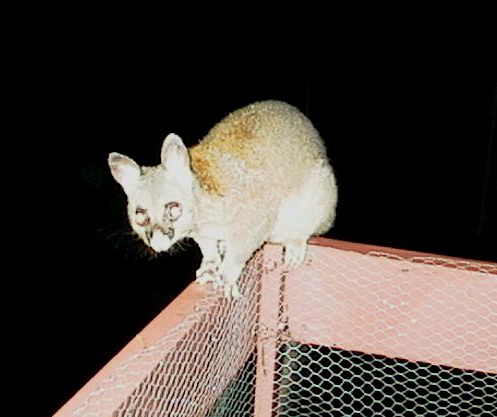 blackbeard november 2001 (may be earlier than november)