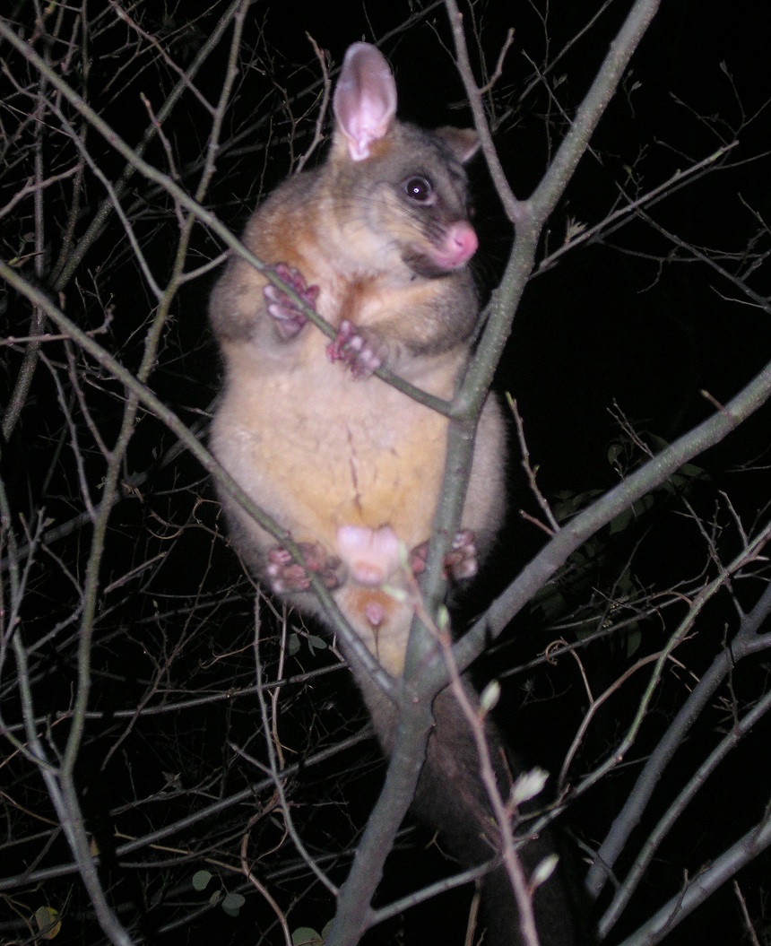 blackbeard the pirate possum