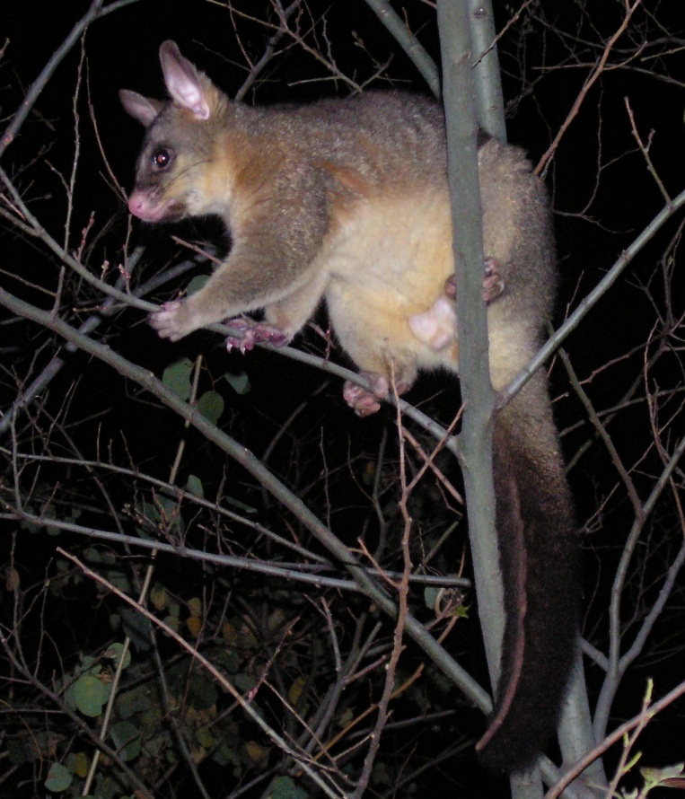 blackbeard the pirate possum