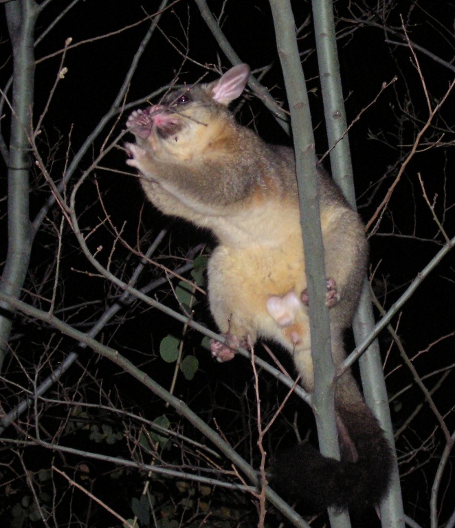 blackbeard the pirate possum