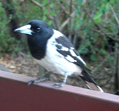 butcher bird - a carnivorous bird,
but i only fed it bread (gk took this photo)