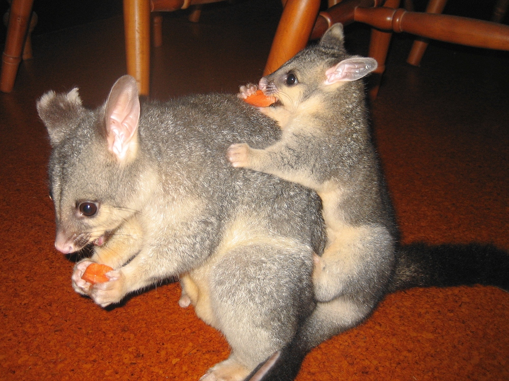 Cocoa and Švejk in the house - march 2007