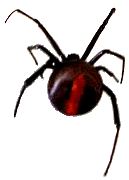 Redback Spider