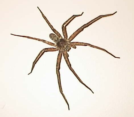 huntsman spider - gk took this photo