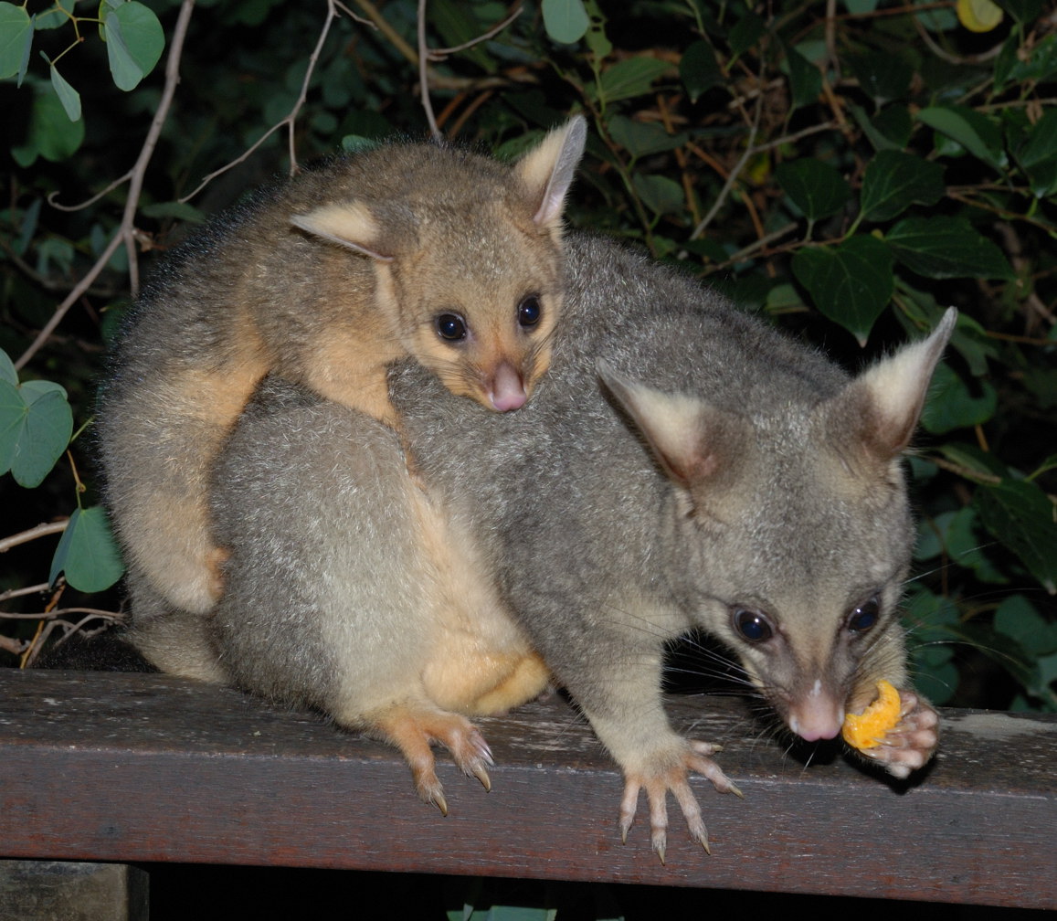 leena and kirra - april 2009