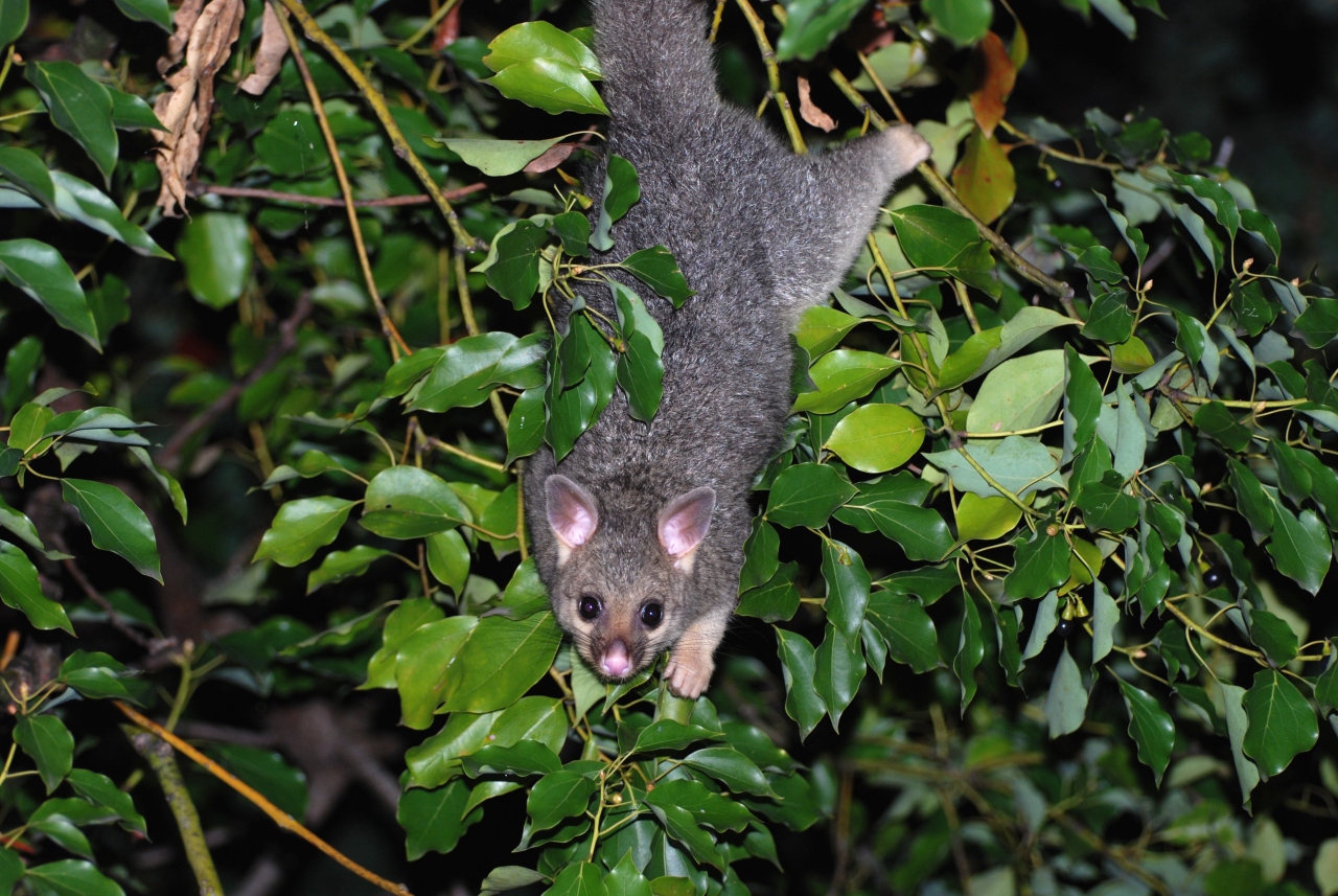 new baby possum in the area - march 2008