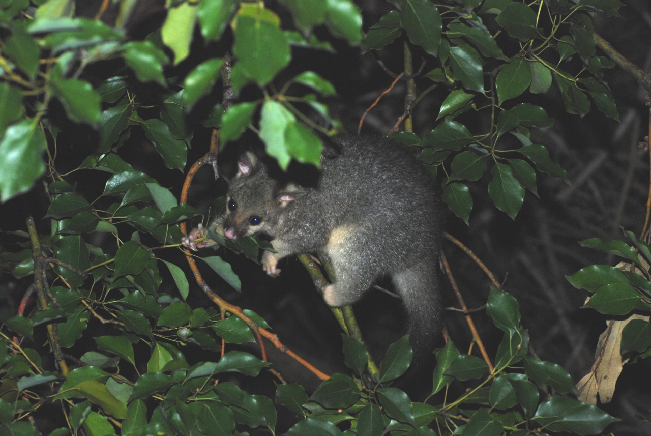 new baby possum in the area - march 2008