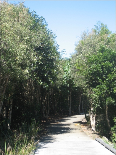 bike path, casuarina