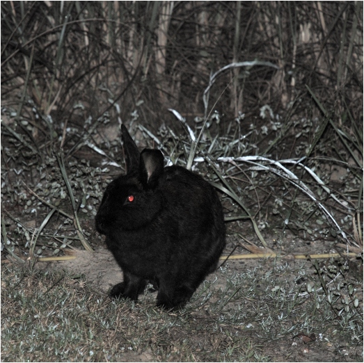 black bunny, casuarina