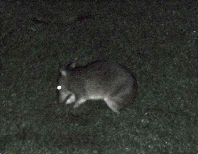 bandicoot, casuarina