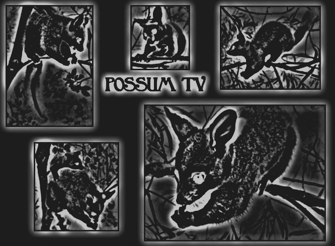 extra version of possum tv main page