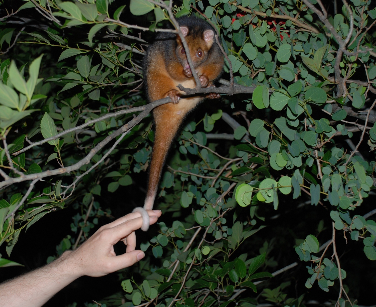 pumpkin wraps her tail around GK's finger - november 2007
