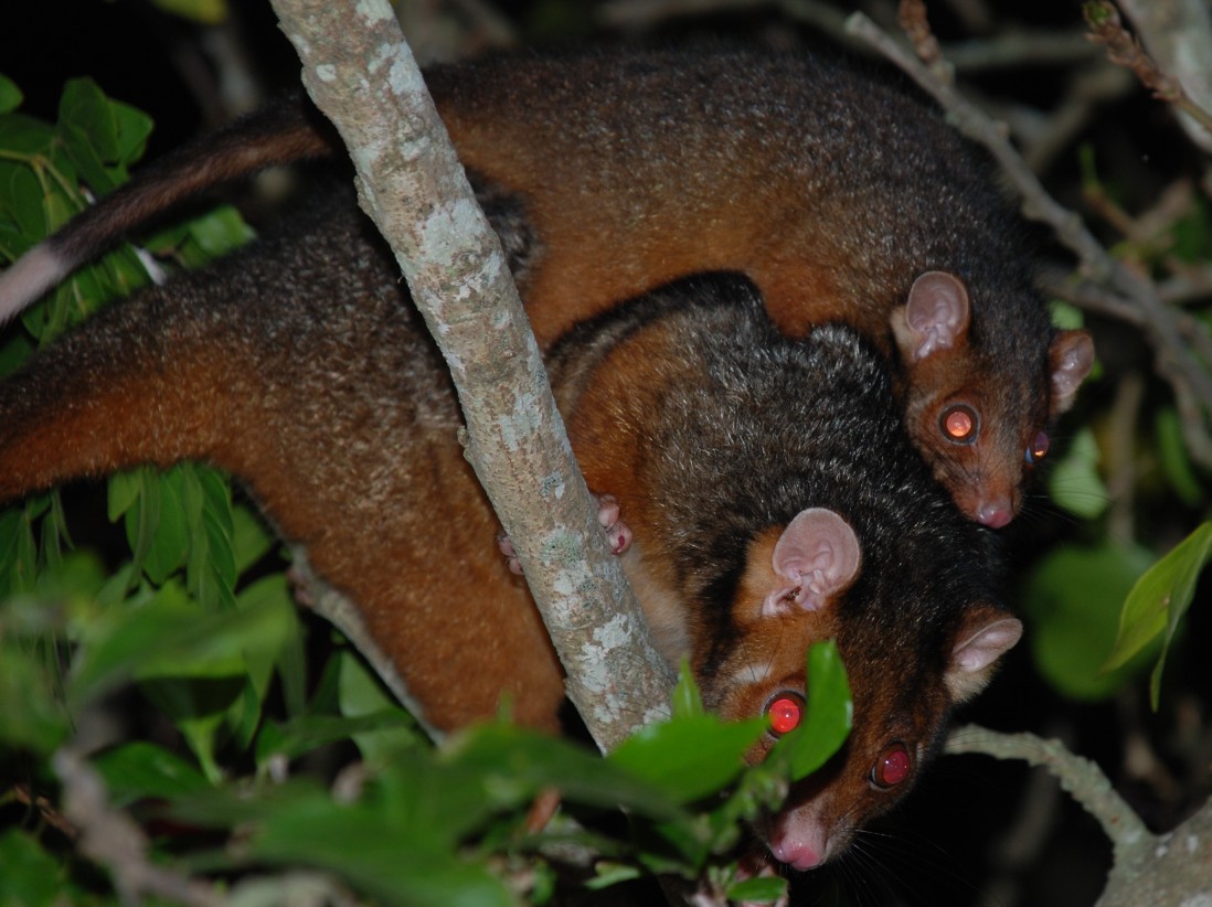 mother and baby ringtail - october 2008