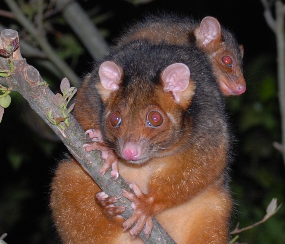 mother and baby ringtail - october 2008