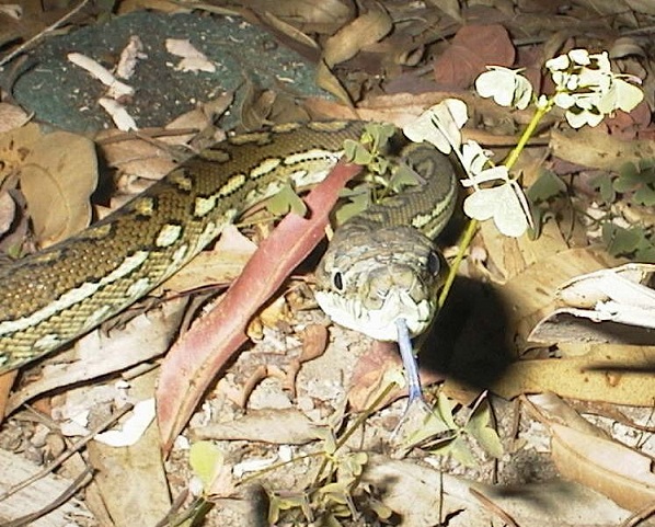 python in gk's backyard - gk took this photo