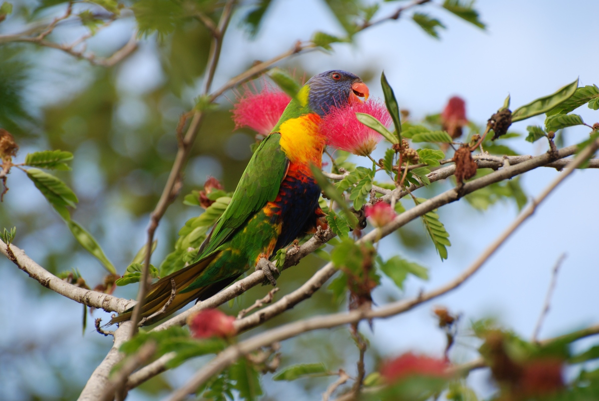 rainbow lorikeet - october 2007
