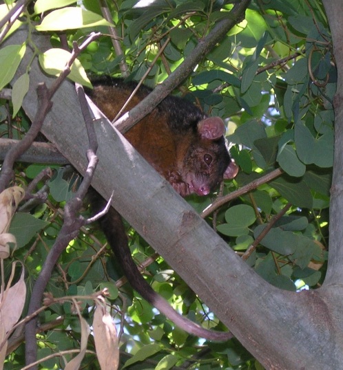 ringtail - i spotted this one, but gk took the photo