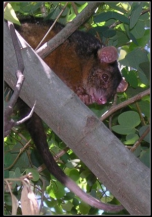 ringtail possum - click to enlarge