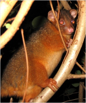 ringtail possum - click to enlarge