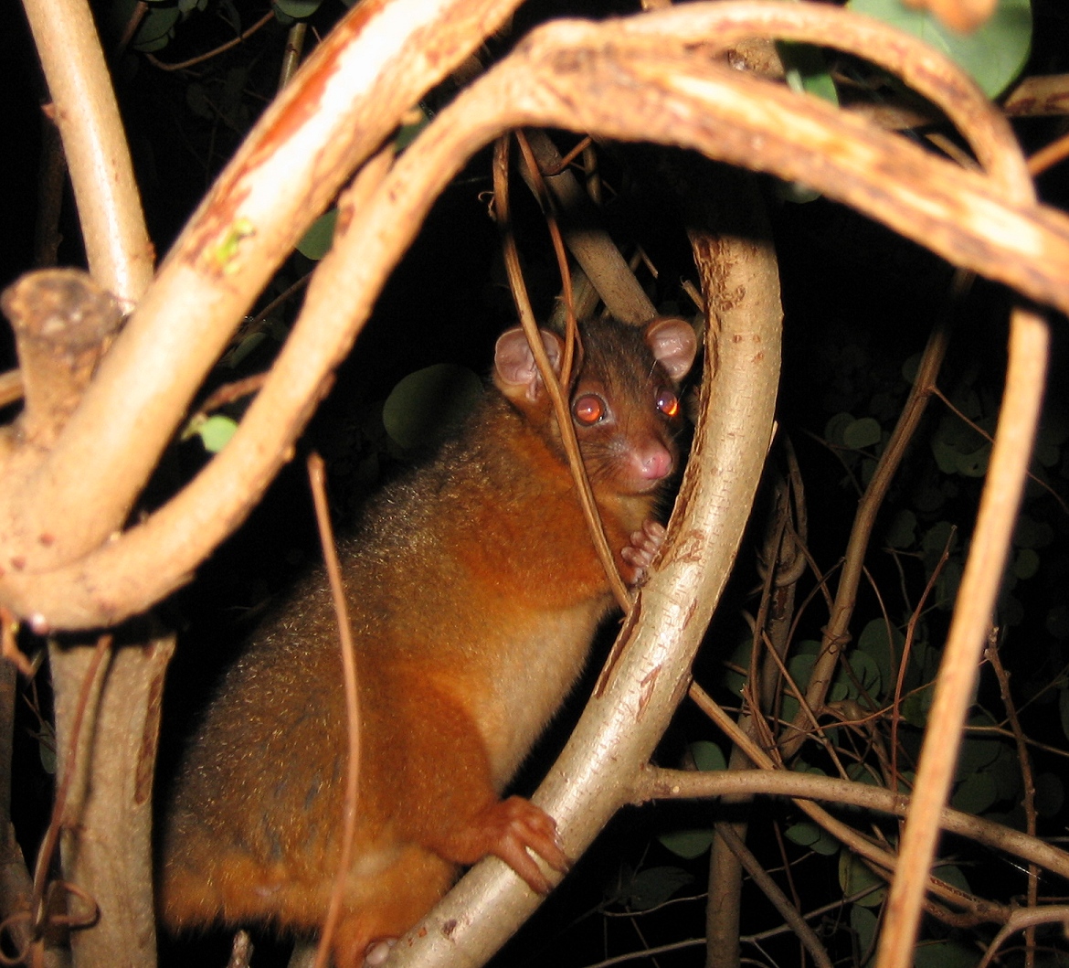 ringtail possum - november 2005