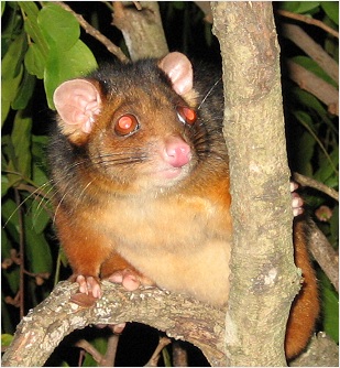 very cute male ringtail possum - click to enlarge