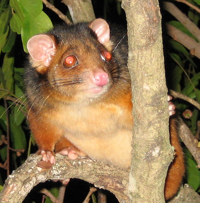 male ringtail possum - november 2005