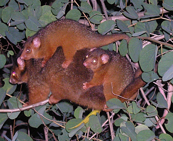 mother ringtail possum with babies - gk took this photo
