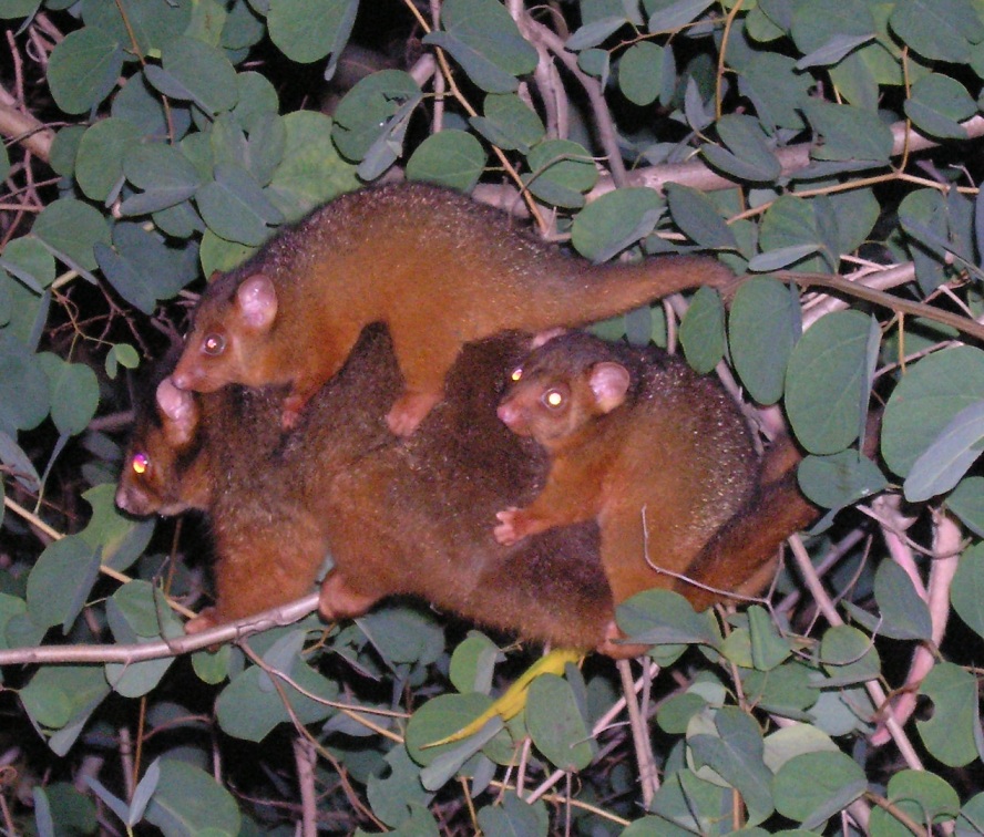 ringtail possums