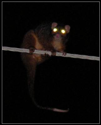 ringtail possum