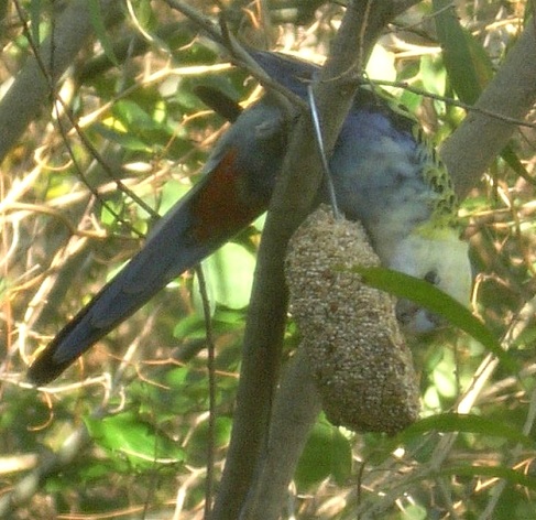 pale-headed rosella - gk took this photo