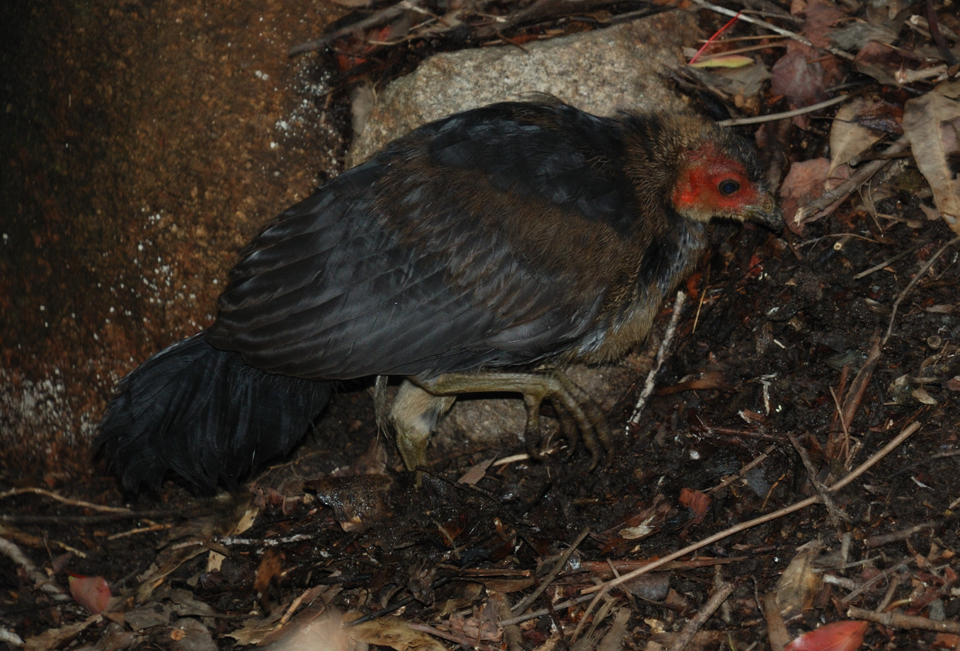 brush turkey chick - january 2009