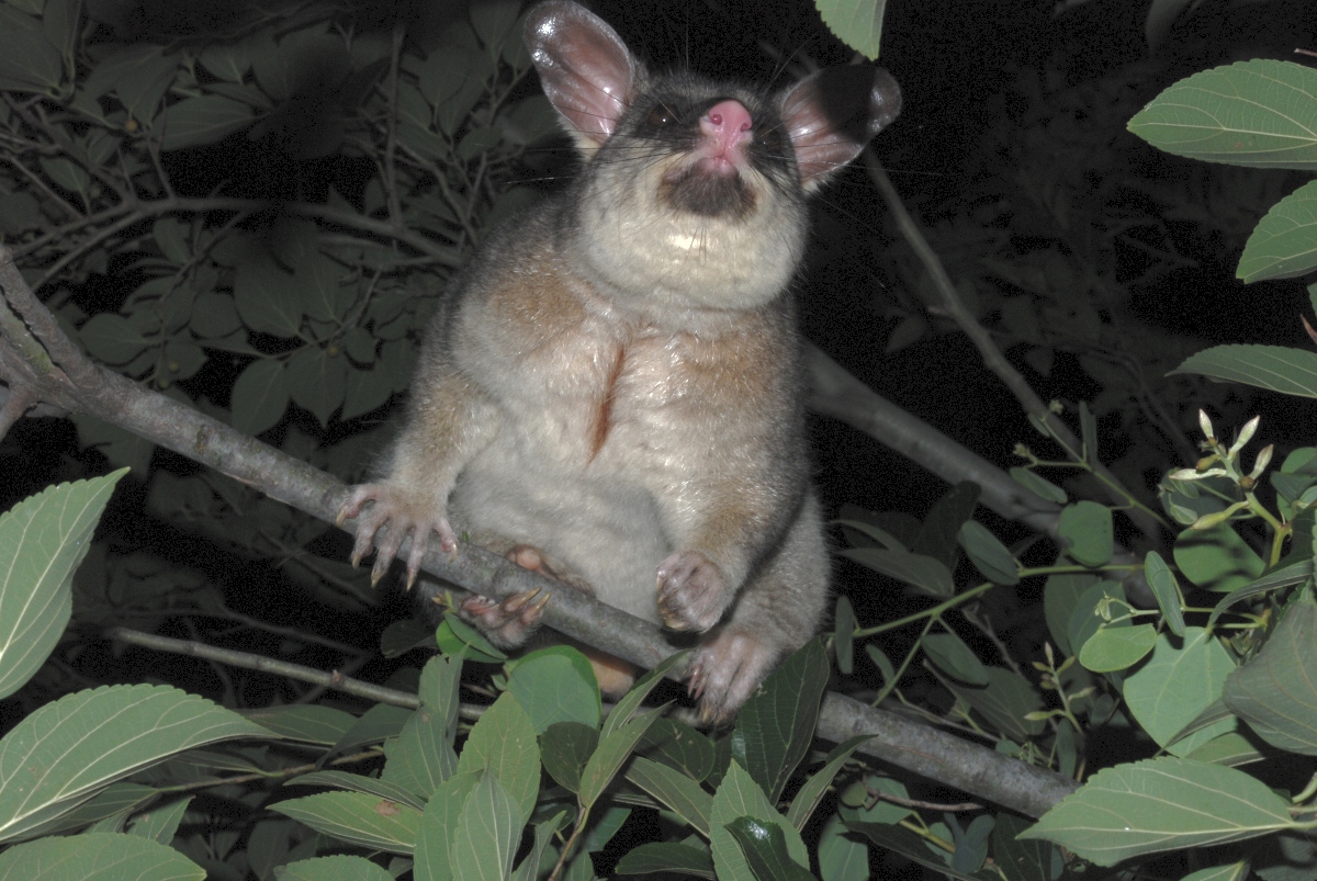 basil - january 2008