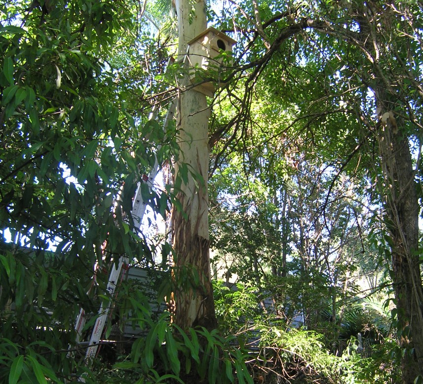 Possum Box 1 (version 1) in Tree