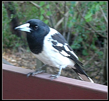 butcher bird