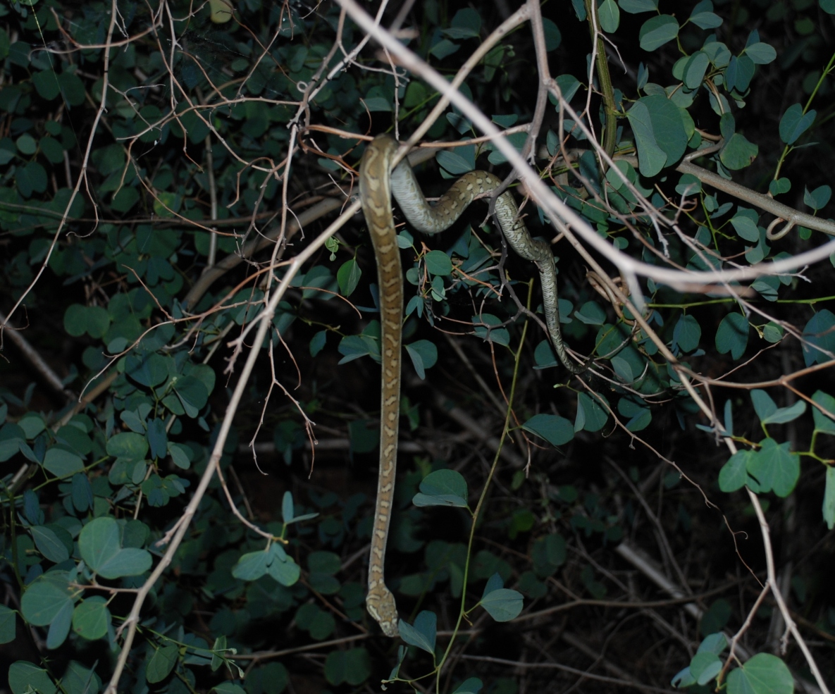 carpet python - november 2007