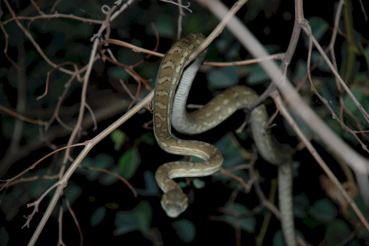 carpet python - november 2007