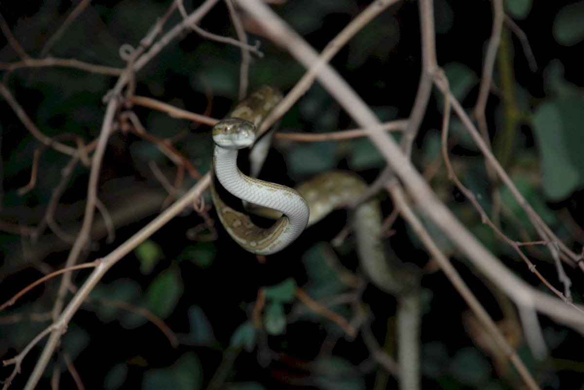 carpet python - november 2007