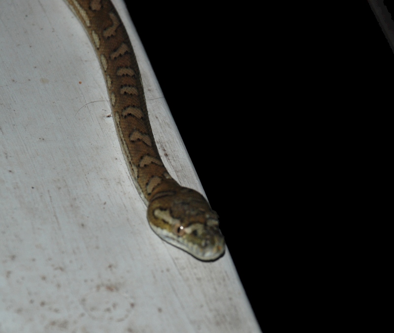 carpet python - november 2007