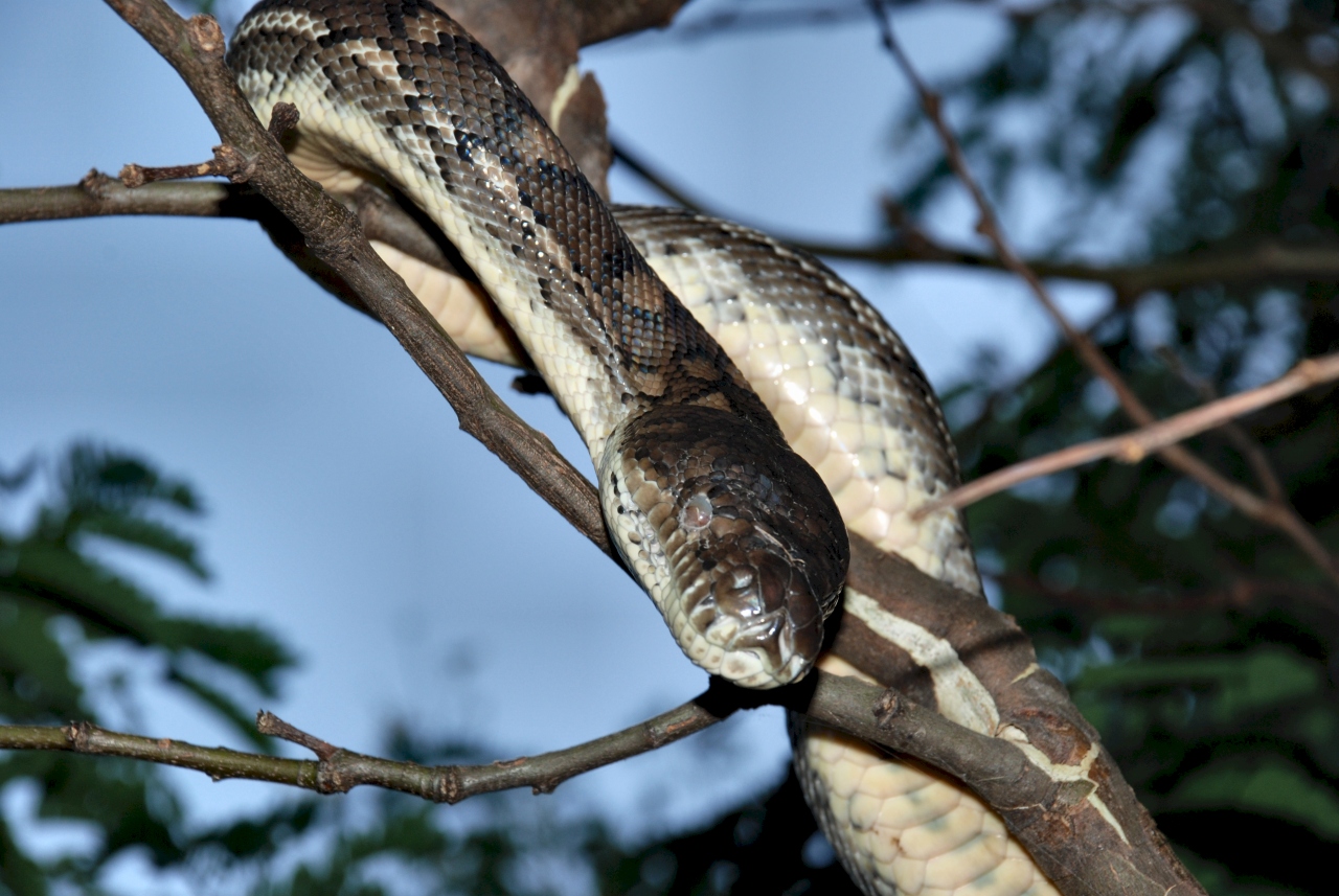 carpet python - february 2008