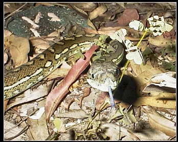 carpet python