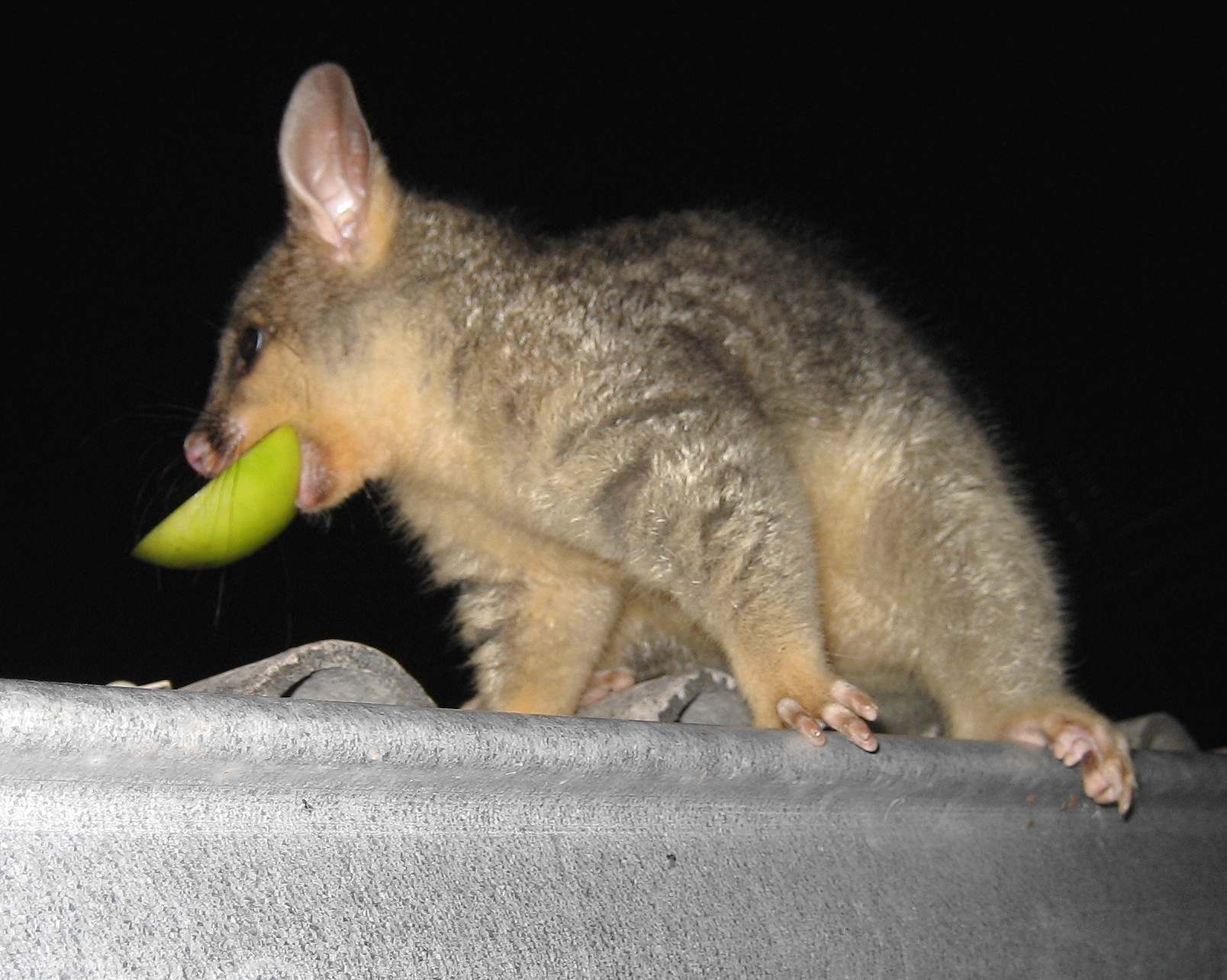 cocoa eating apple - october 2005