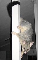 cocoa climbing support beam - click to enlarge