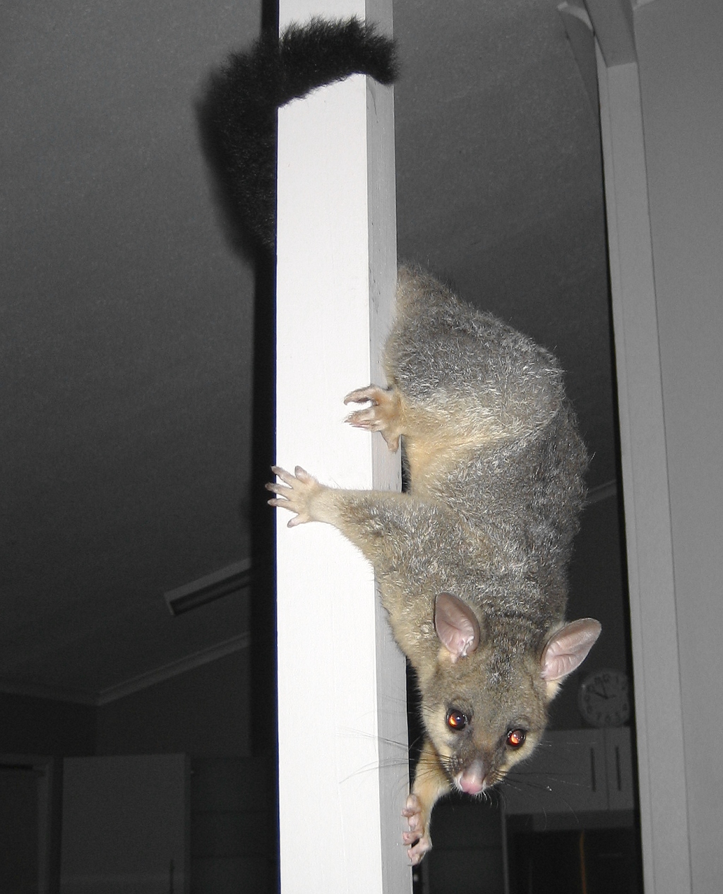 cocoa on support beam in living room - january 2006