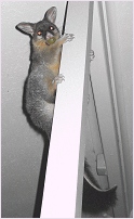 cocoa with grape stuffed in her mouth - click to enlarge