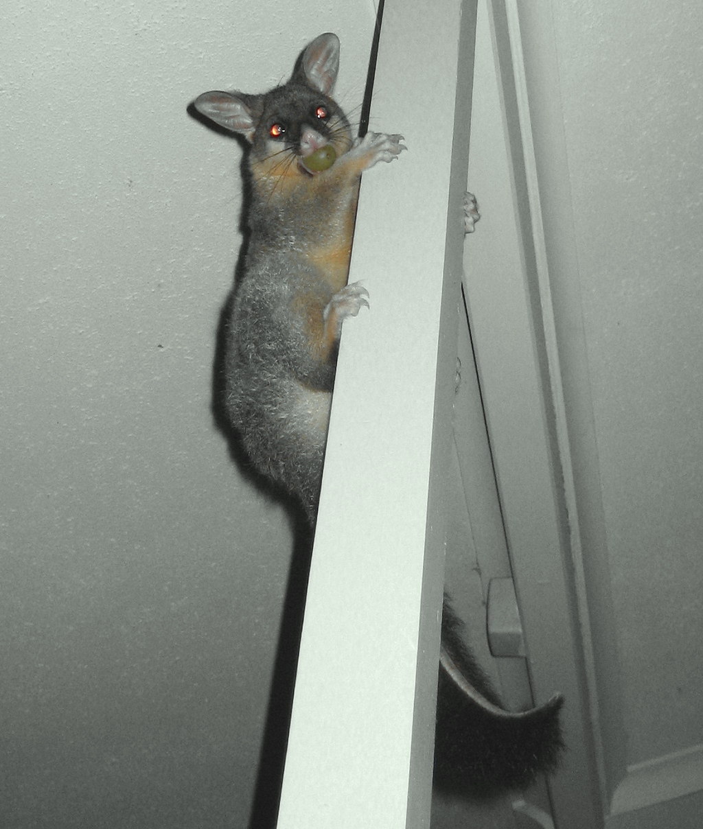 cocoa on support beam in living room with a grape in her mouth - january 2006