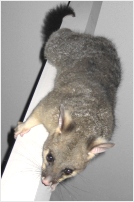cocoa's scruffy fur (due to numerous haircuts) is apparent here - click to enlarge