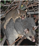 kwila and cocoa - click to enlarge