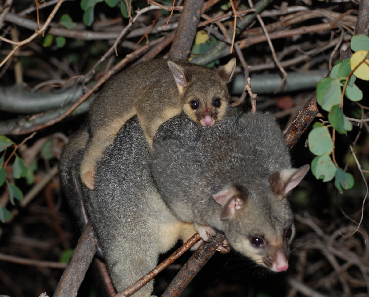 cocoa and kwila - august 2007