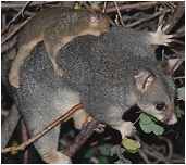 kwila and cocoa - click to enlarge